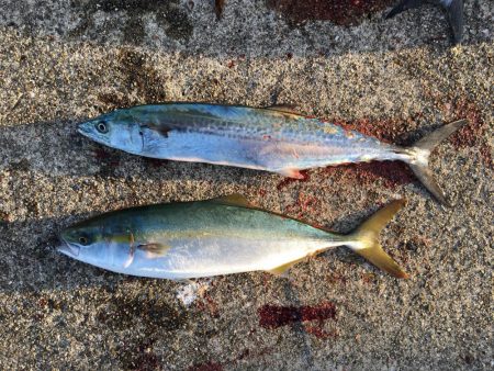 ハマチ・サゴシ